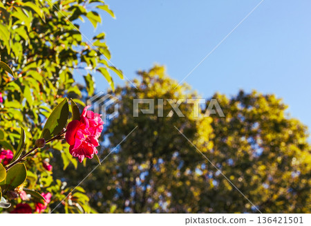 紅山茶 紅山茶 136421501