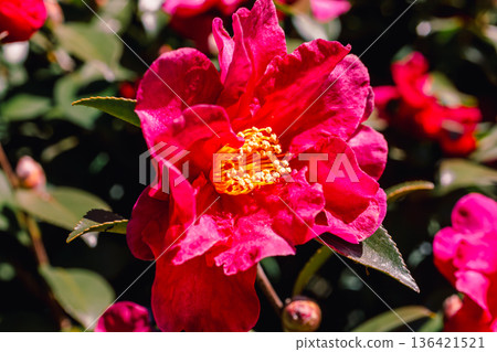 紅山茶花 136421521