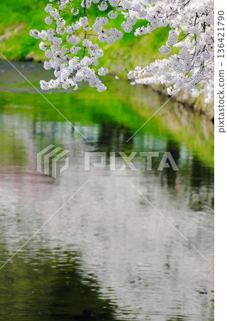 Ishikawa Sakuradani Cherry Blossoms of Kitasugawa 136421790