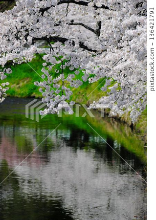 Ishikawa Sakuradani Cherry Blossoms of Kitasugawa 136421791