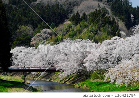 Ishikawa Sakuradani Cherry Blossoms of Kitasugawa 136421794