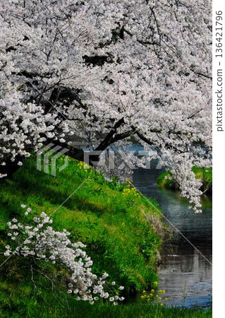 Ishikawa Sakuradani Cherry Blossoms of Kitasugawa Ishikawa Sakuradani Cherry Blossoms of Kitasugawa 136421796