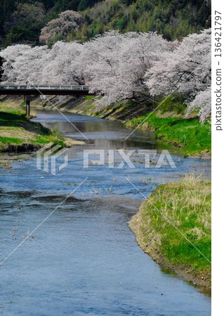 Ishikawa Sakuradani Cherry Blossoms of Kitasugawa 136421797