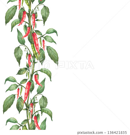 Hot Chili pepper plant seamless frame. Watercolor painted red, green pepper pods, flowers and leaves. Hot spicy vegetables vertical border for food label, gardening template Isolated from background Hot Chili pepper plant seamless frame. Watercolor painted red, green pepper pods, flowers and leaves. Hot spicy vegetables vertical border for food label, gardening template Isolated from background 136421835
