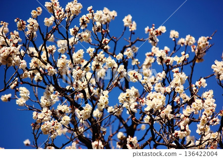 二月，福藏院的白梅花在藍天的襯托下盛開（5） 136422004