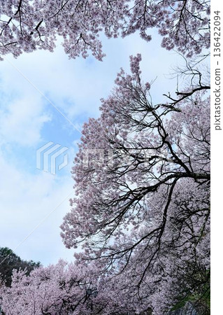 高登城遺址公園的櫻花 136422094