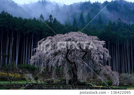 Weeping cherry blossoms of Mitono Weeping cherry blossoms of Mitono 136422095