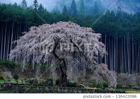 Weeping cherry blossoms of Mitono Weeping cherry blossoms of Mitono 136422096
