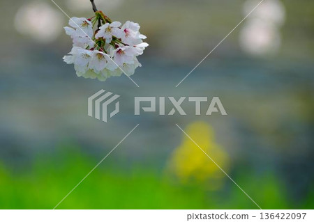 Ishikawa Sakuradani: Cherry blossom trees along Kitasugawa River 136422097