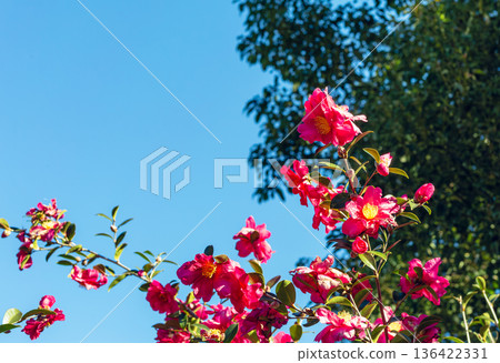 紅色的山茶花在藍天下閃閃發光 紅色的山茶花在藍天下閃閃發光 136422331