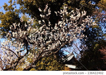 Fukuzo-in Temple in early spring (1) Fukuzo-in Temple in early spring (1) 136422402