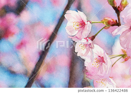 Illustration of a twig of the Yohko cherry blossom 136422486