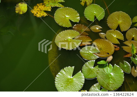 Water lilies float on the surface of a green pond in Bali Water lilies float on the surface of a green pond in Bali 136422624