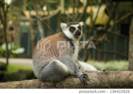 A lemur enjoys its surroundings in a garden setting A lemur enjoys its surroundings in a garden setting 136422626