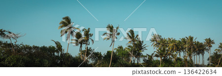 Tall palm trees dance gently in the wind under the blue sky Tall palm trees dance gently in the wind under the blue sky 136422634