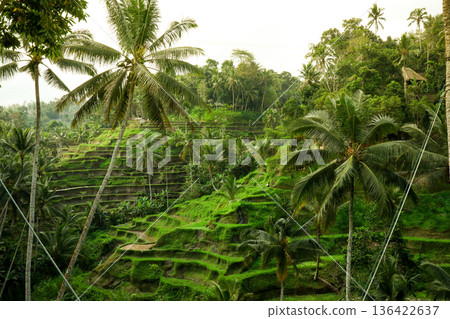 Balis daytime features rice terraces and palm trees Balis daytime features rice terraces and palm trees 136422637