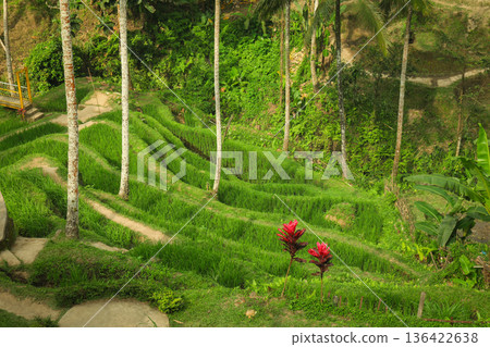 Rice terraces and greenery abound with blooms and trees Rice terraces and greenery abound with blooms and trees 136422638