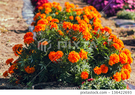 萬壽菊花 萬壽菊花 136422693