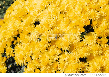 黃色Kikuchi花 黃色Kikuchi花 136422703