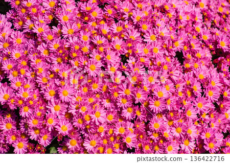 Bright pink small chrysanthemum Bright pink small chrysanthemum 136422716