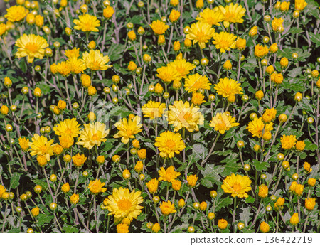黃色Kikuchi花 黃色Kikuchi花 136422719