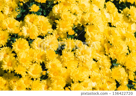 黃色Kikuchi花 黃色Kikuchi花 136422720
