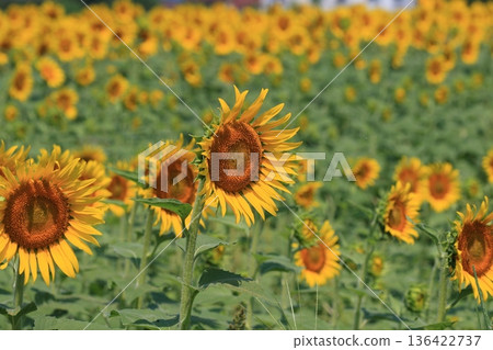 Sunflowers blooming towards the sun - Large sunflowers 136422737
