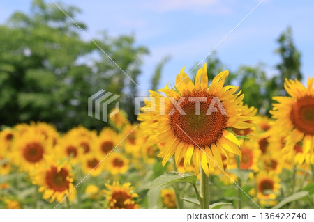 向著太陽綻放的向日葵,大向日葵 向著太陽綻放的向日葵,大向日葵 136422740