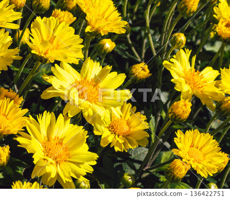 秋日花壇盛開的菊花 秋日花壇盛開的菊花 136422751
