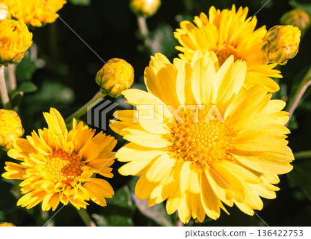 秋日花壇盛開的菊花 秋日花壇盛開的菊花 136422753