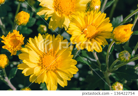 秋日花壇盛開的菊花 秋日花壇盛開的菊花 136422754