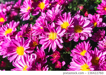 Chrysanthemum flowers blooming in an autumn flowerbed 136422760