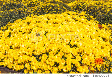 秋日花壇盛開的菊花 秋日花壇盛開的菊花 136422771