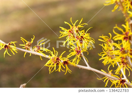 Witch hazel flowers signal the arrival of spring Witch hazel flowers signal the arrival of spring 136422783