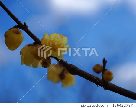 Winter plums shining under the blue winter sky Winter plums shining under the blue winter sky 136422787