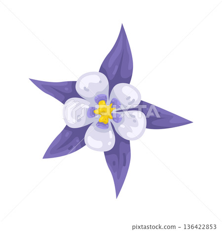 Illustration of purple and white columbine flower 136422853
