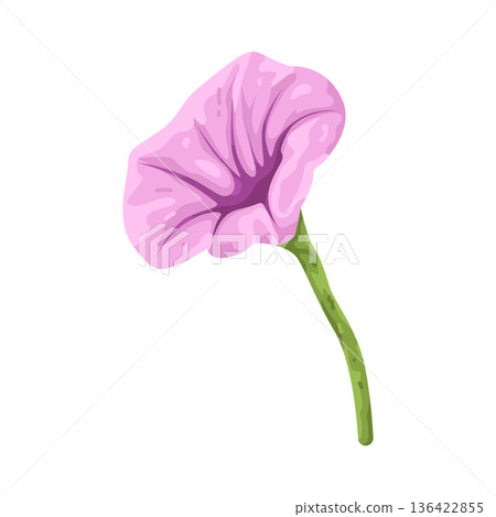 Illustration of pink petunia flower Illustration of pink petunia flower 136422855