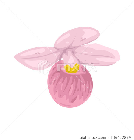 Illustration of pink lady slipper orchid 136422859