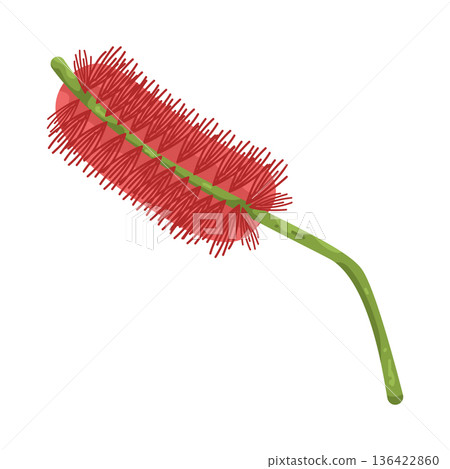 Illustration of red bottlebrush flower 136422860