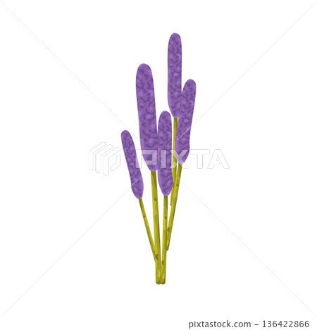 Illustration of lavender flower 136422866