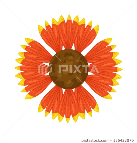 Illustration of orange gaillardia flower Illustration of orange gaillardia flower 136422870