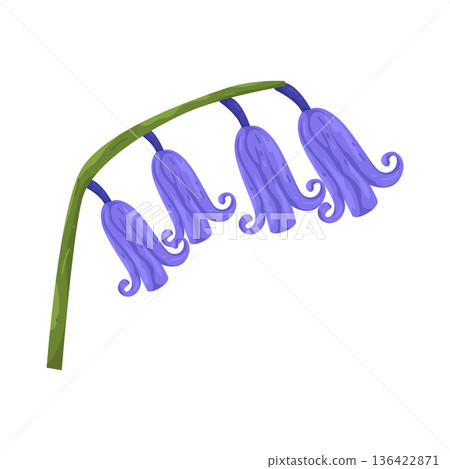 Illustration of Bluebell flowers Illustration of Bluebell flowers 136422871
