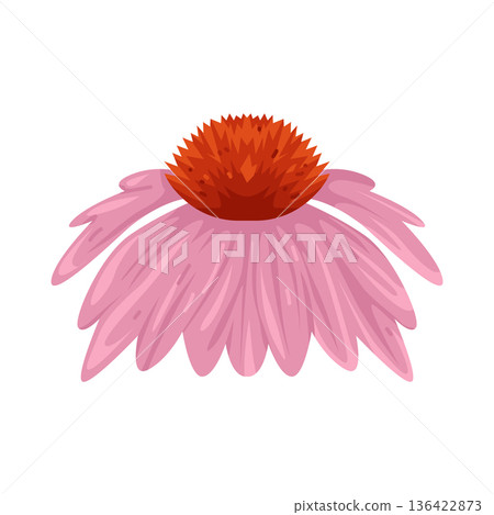 Illustration of pink echinacea flower 136422873