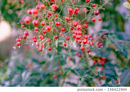 南天竹的紅色漿果和水滴 南天竹的紅色漿果和水滴 136422994