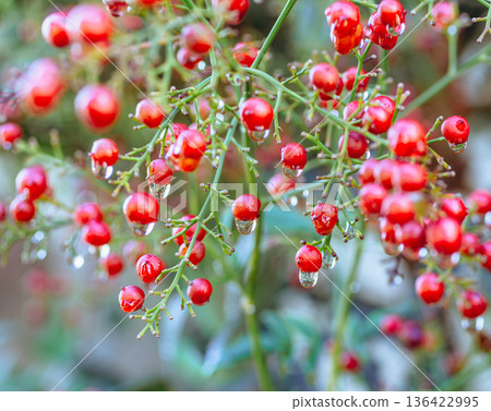 Red berries of Nandina and water drops 136422995
