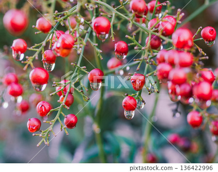 Red berries of Nandina and water drops Red berries of Nandina and water drops 136422996