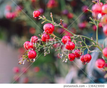 南天竹的紅色漿果和水滴 南天竹的紅色漿果和水滴 136423000