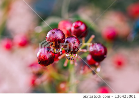 南天竹的紅色漿果和水滴 136423001