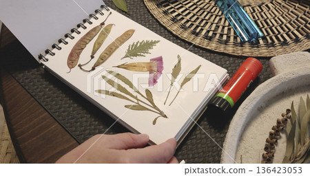 Anonymous person make at herbarium in album. Collection of pressed and dried leaves and flowers. Handicrafts and hobbies. Exotic plants of the Mediterranean.  136423053
