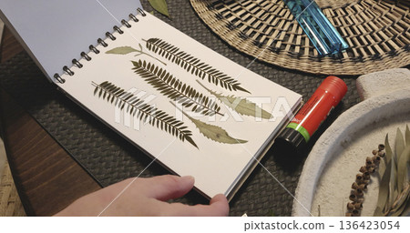 Anonymous person make at herbarium in album. Collection of pressed and dried leaves and flowers. Handicrafts and hobbies. Exotic plants of the Mediterranean. Anonymous person make at herbarium in album. Collection of pressed and dried leaves and flowers. Handicrafts and hobbies. Exotic plants of the Mediterranean. 136423054